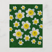 Frühlingsdaffodien Postkarte (Vorderseite)