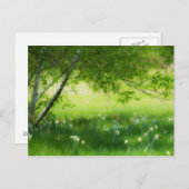 Frühlingsdaffodien Postkarte (Vorne/Hinten)