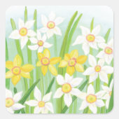Frühlingsdaffodien Quadratischer Aufkleber (Vorderseite)