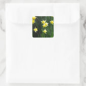 Frühlingsdaffodien Quadratischer Aufkleber (Tasche)
