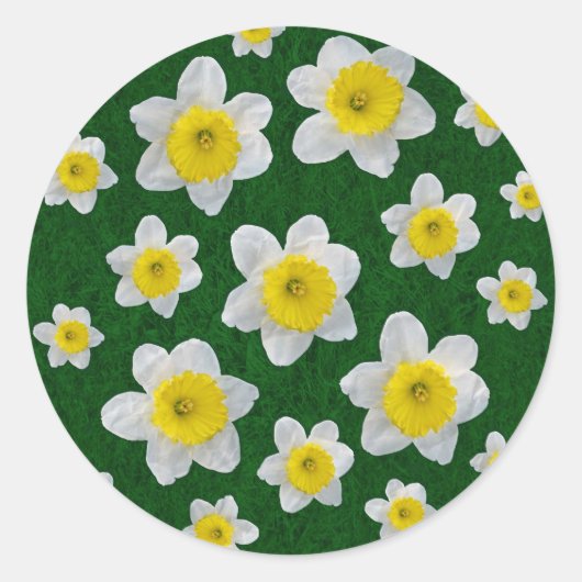 Frühlingsdaffodien Runder Aufkleber (Vorderseite)