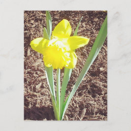 Frühlingsdialbild Postkarte