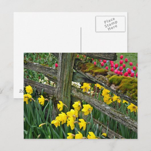 Frühlingsdialdruck Postkarte (Vorne/Hinten)