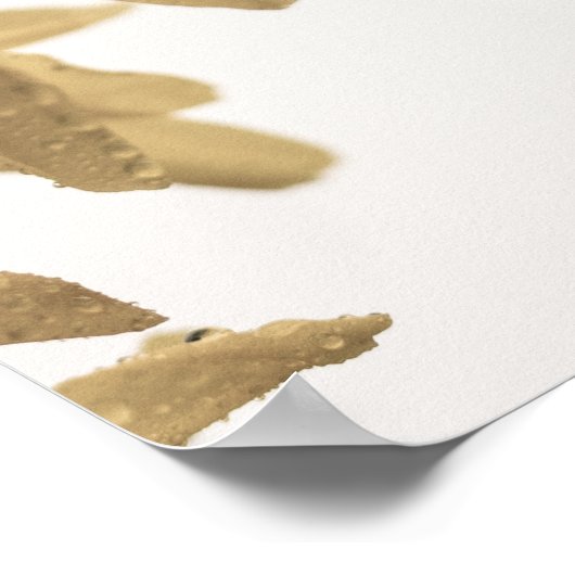 Frühlingsduschen auf Forsythia Blume Poster (Ecke)