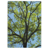 Frühlingseichenbaum Lebendige Natur Klemmbrett (Rückseite)