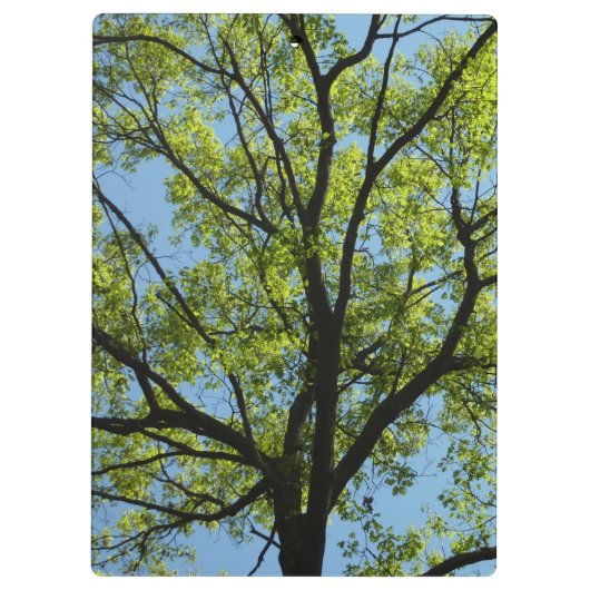 Frühlingseichenbaum Lebendige Natur Klemmbrett (Rückseite)