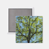 Frühlingseichenbaum Lebendige Natur Magnet (Vorderseite/Rückseite)