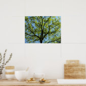 Frühlingseichenbaum Lebendige Natur Poster (Küche)