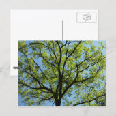 Frühlingseichenbaum Lebendige Natur Postkarte (Vorne/Hinten)