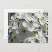 Frühlingserblühende Blume Postkarte (Vorne/Hinten)