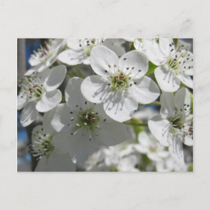 Frühlingserblühende Blume Postkarte