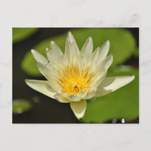 Frühlingserfahrung Blume - Postkarten (Vorderseite)