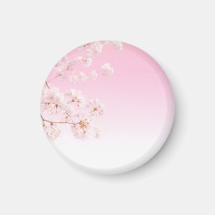 Frühlingserwachen mit rosa Kirschblüten Magnet