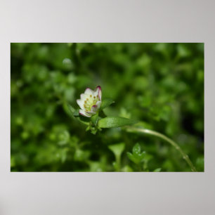 Frühlingserwachen, nur ein wenig Blüte Poster