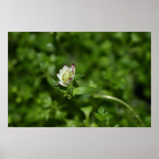 Frühlingserwachen, nur ein wenig Blüte Poster (Vorne)