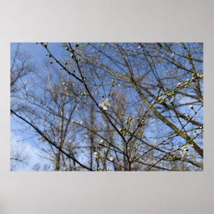 Frühlingserwachen Poster