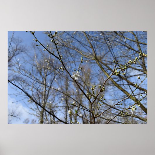 Frühlingserwachen Poster (Vorne)