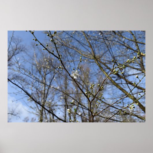 Frühlingserwachen Poster (Vorne)