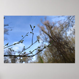 Frühlingserwachen Poster