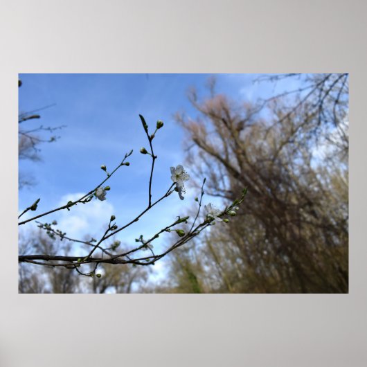 Frühlingserwachen Poster (Vorne)