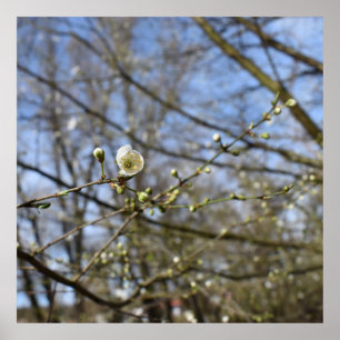 Frühlingserwachen Poster