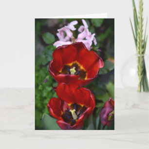 Frühlingserwachen , Tulips Card Karte