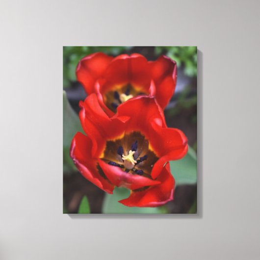 Frühlingserwachen, Tulips Leinwanddruck (Vorderseite)