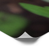 Frühlingserwachen, Tulips Poster (Ecke)