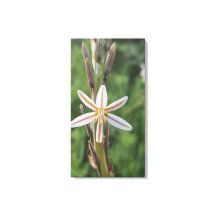 Frühlingsflora Südafrika Leinwanddruck