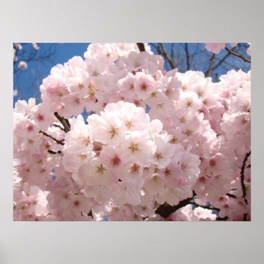 Frühlingsflorale Kunstplakate Rosa Baumblüten Poster (Vorne)