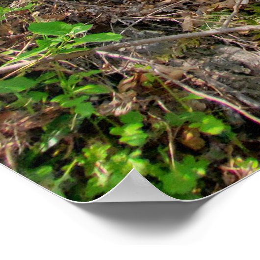 Frühlingsfoto Poster (Ecke)