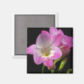 Frühlingsfrost-Blume Magnet (Vorderseite/Rückseite)