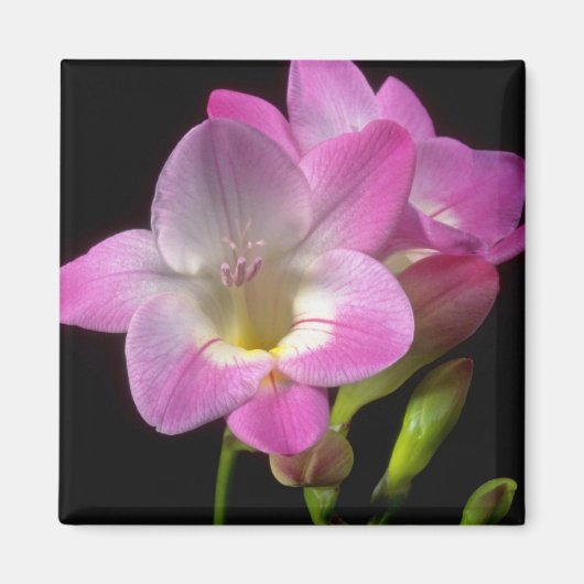 Frühlingsfrost-Blume Magnet (Vorne)