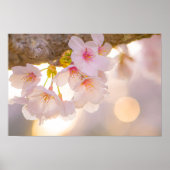 Frühlingsgeflüster – Kirschblüten bei Dämmerung Poster (Vorne)
