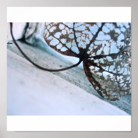 Frühlingsgeister Poster (Vorne)