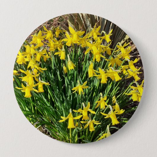 Frühlingsgelbe Daffodien Abzeichen Button (Vorderseite)
