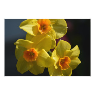 Frühlingsgelbe Narzissenblumen-Foto-Kunst. Fotodruck