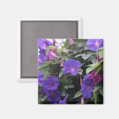 Frühlingsglorie in Blau Magnet (Vorderseite/Rückseite)