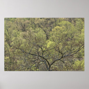 Frühlingsgrün im Erwachenden Waldposter Poster