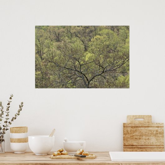 Frühlingsgrün im Erwachenden Waldposter Poster (Küche)