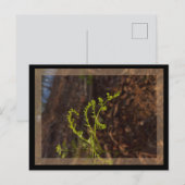 Frühlingsgrün postkarte (Vorne/Hinten)