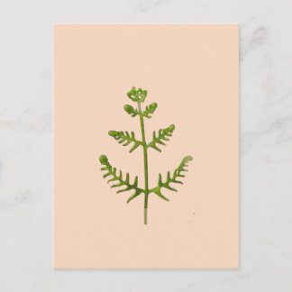 Frühlingsgrün postkarte