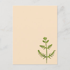 Frühlingsgrün postkarte