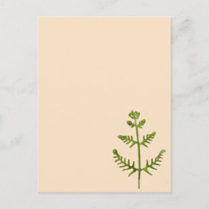 Frühlingsgrün  postkarte