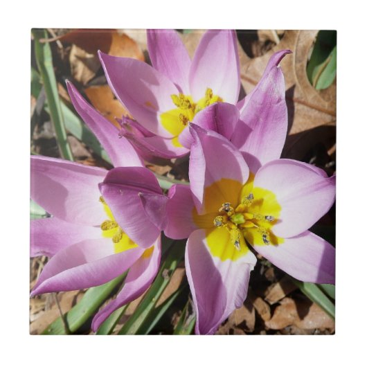 Frühlingshafte rosa Krokusse Fliese (Vorderseite)