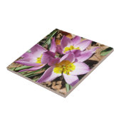 Frühlingshafte rosa Krokusse Fliese (Seite)