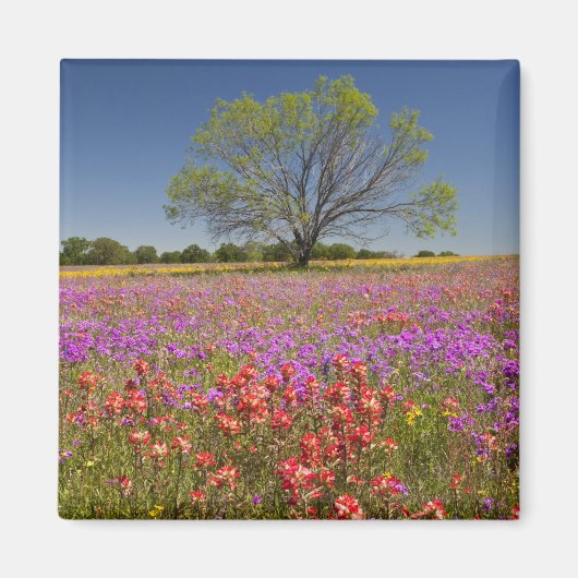 Frühlingshambäume, die in Wildblumen wachsen, Magnet (Vorne)