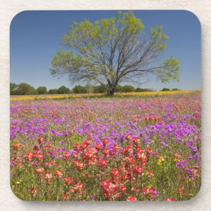 Frühlingshammen, die in Wildblumen wachsen, Getränkeuntersetzer
