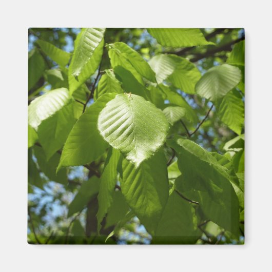 Frühlingshbse Verlasse Grünbäume Magnet (Vorne)
