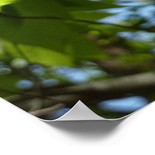 Frühlingshbse Verlasse Grünbäume Poster (Ecke)